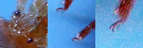 Allothrombium sp.